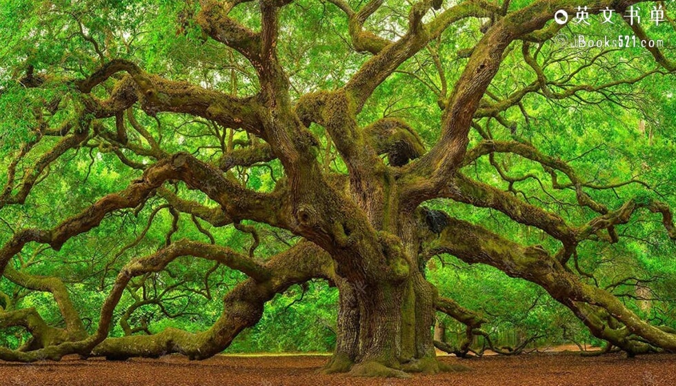 高分推荐 | How to Read a Tree(如何阅读一棵树) by Tristan Gooley